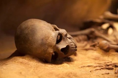 Old skeleton close-up Stock Photos