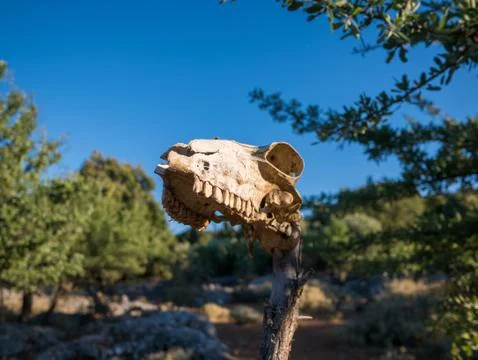 Old skull in the fields Stock Photos