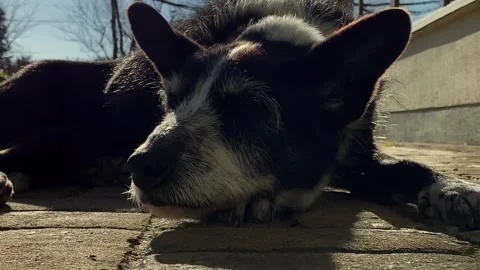 Old Sleeping Dog Stock Footage 256670818
