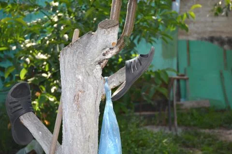 The old slipper weighs on a tree.	 Stock Photos