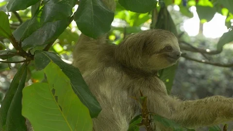 Old Sloth Close Up Stock Footage 87665798