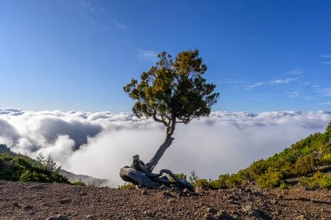 An old small tree at the edge of the hiking trail on the island of Madeira Stock Photos