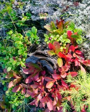 Old small tree stump overgrown with red leaves cranberries berries in the for Fotos Stock
