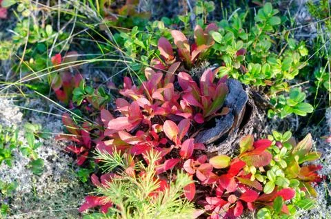 The old small tree stump was overgrown with red and green leaves of cranberri Foto stock