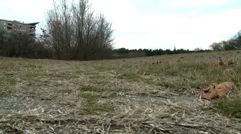 Old small walking path 1 Stock Footage 10678676