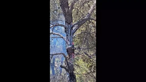 An old, smoking tree stands imposingly: a gnarled trunk, sturdy branches. Stock Footage 339757562