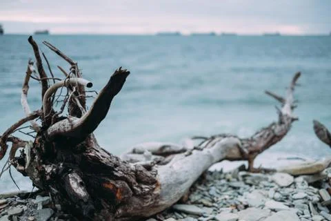 Old snag on coast Stock Photos