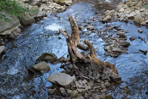 Old snag in a mountain stream, reflection of the sky in the water.... old sna Foto stock