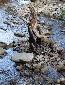 Old snag in a mountain stream, reflection of the sky in the water.... old sna Stock Photos