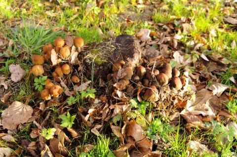 Old snag Stock Photos