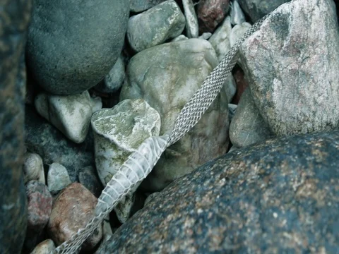 Old snake skin Video stock 86533151