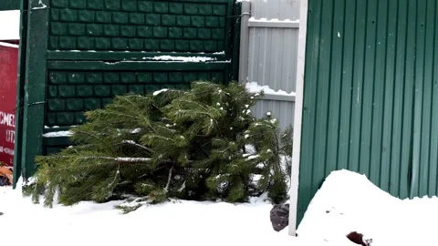 Old snow-covered Christmas trees lie in the trash in the city. Concept of the Stock-Footage 291776206