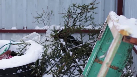 Old snow-covered Christmas trees lie in a trash heap in the city. Concept of the Video stock 291778033