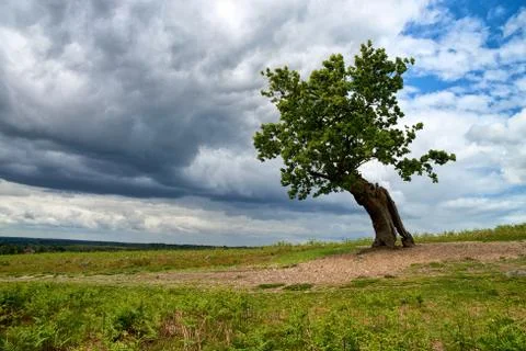 Old solitaire tree with dramatic sky Stock Photos