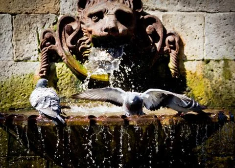 Old source with doves Stock Photos