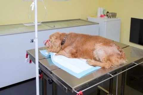 Old spaniel dog by anesthesia on the operating table Stock Photos