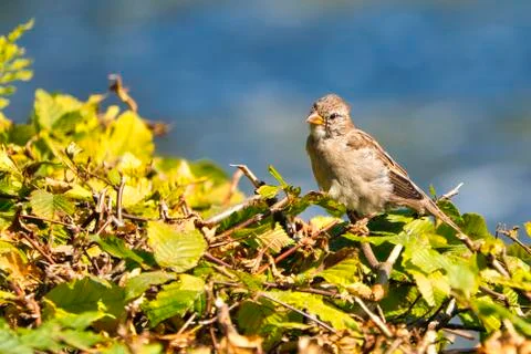 The old sparrow Foto stock
