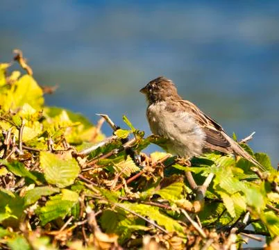 The old sparrow Foto stock