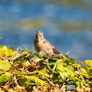 The old sparrow Foto stock
