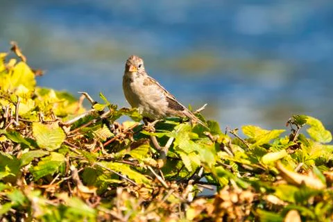 The old sparrow Stock-Fotos