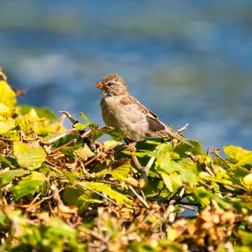 The old sparrow Foto stock