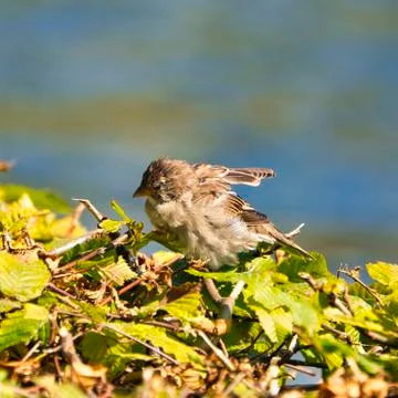 The old sparrow Foto stock
