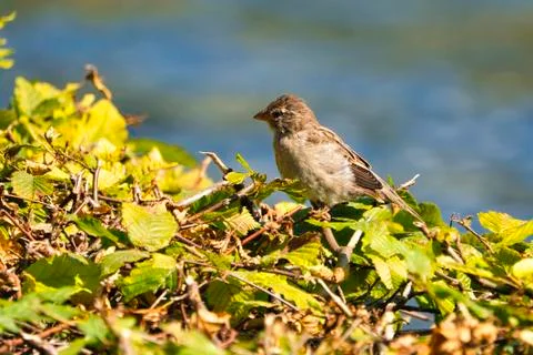 The old sparrow Stock Photos