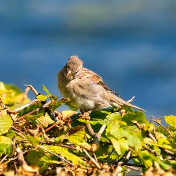 The old sparrow Stock Photos