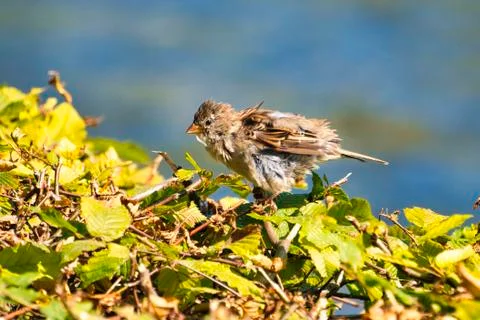The old sparrow Stock Photos