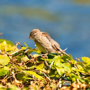 The old sparrow Foto stock