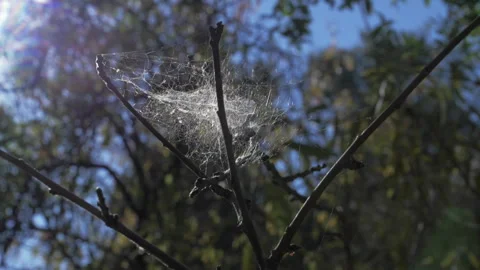 Old Spider Web on tree branch, sun flare, Slow Motion Stock Footage 284992089