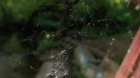 Old spiderweb in the forest Stock Footage 132782319