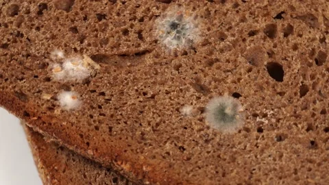 bread mold time lapse, bread is growing , Stock Video