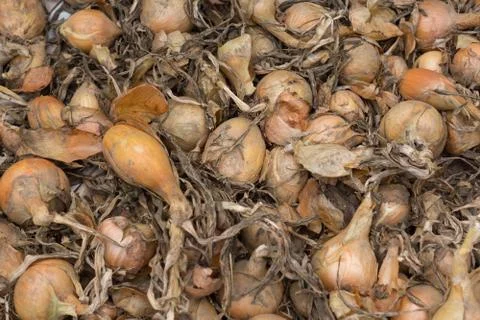 Old spoiled onion Stock Photos