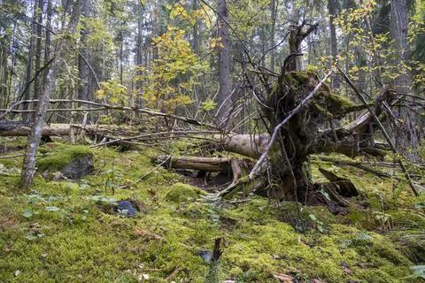 Old Spooky Forest Stock Photos