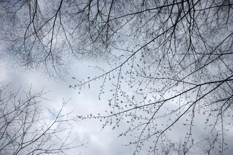 Old sprawling tree with the young spring leaves against the gray sky with flo Stock Photos