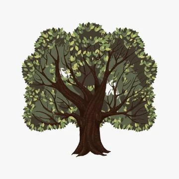 Old spreading tree. Ancient brown large oak tree with lush. Stock Illustration