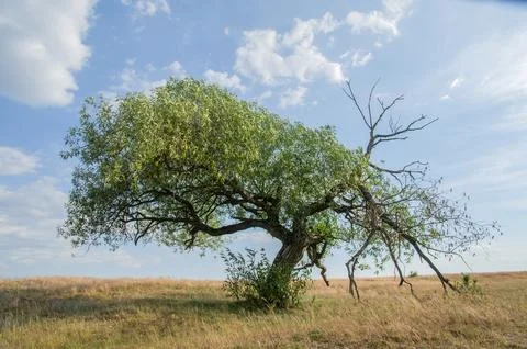 Old Spreading Tree with Dry Branches in Open Field 스톡 사진