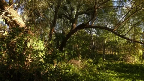 Old spreading trees with textured bark in broadleaf woodland, tilting 库存影片 340201118