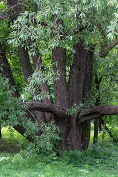 Old spreading willow in the Park Stock Photos