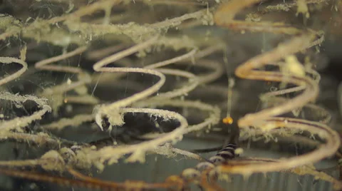 Old spring bed with cobwebs Stockbeeldmateriaal 45588263