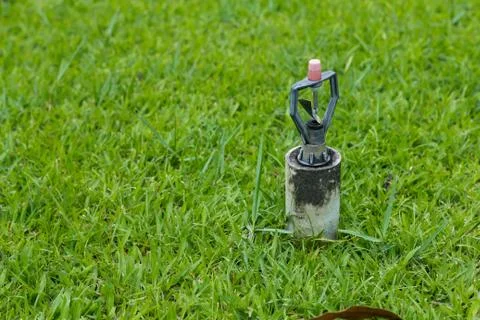 Old springer on green grass for background texture Stock Photos