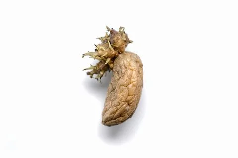 Old sprouted potato Stock Photos