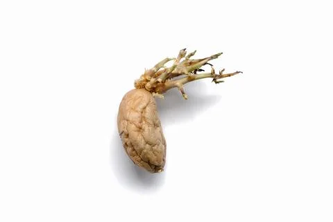 Old sprouted potato Stock Photos