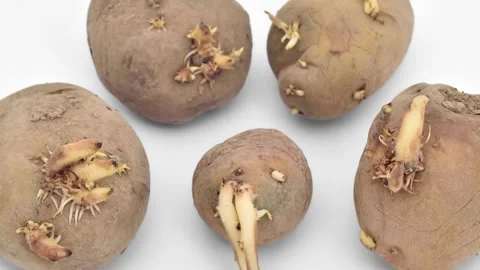 Old sprouted potatoes on the white background Stock Footage 300000749