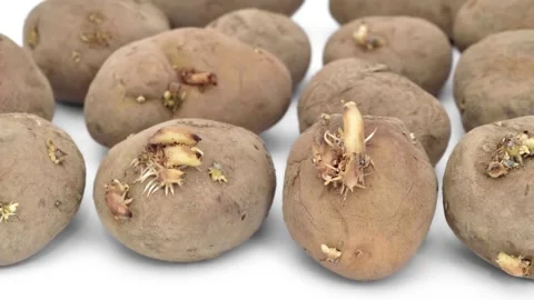 Old sprouted potatoes on the white background Stock Footage 300000794