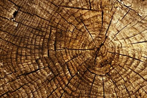Old spruce stump Stock Photos