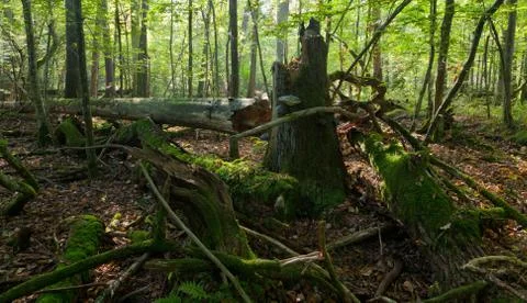 Old spruce tree broken lying Foto stock