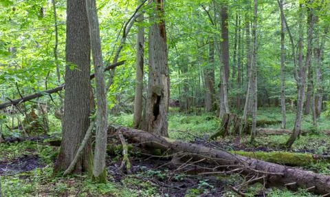 Old spruce tree broken lying and old natural deciduous stand background, Bial Stock Photos