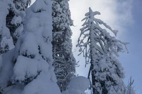 Old spruce tree with dry branches covered with fluffy white snow, winter un.. Stock Photos